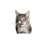 20251106_114658_0000