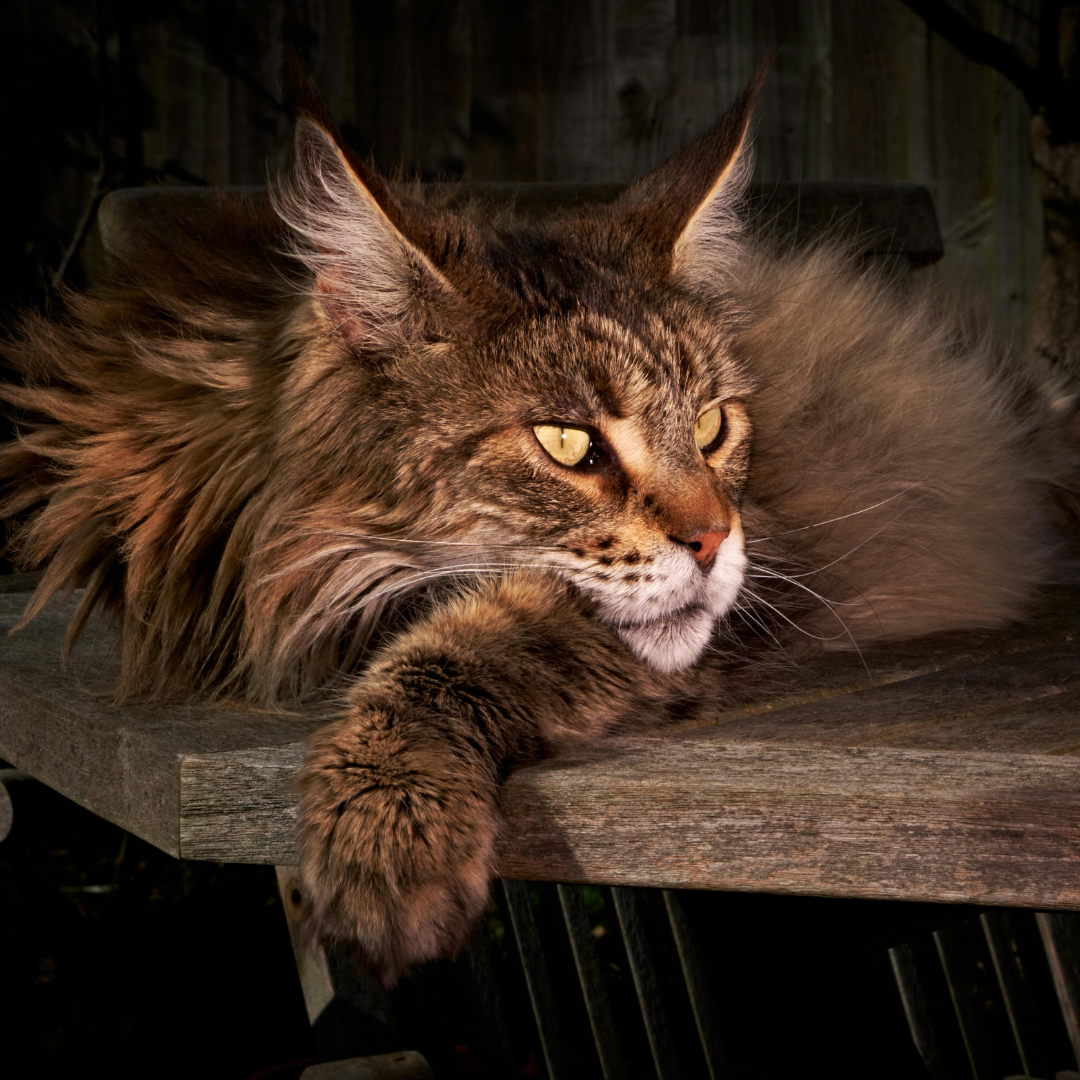 Maine Coon
