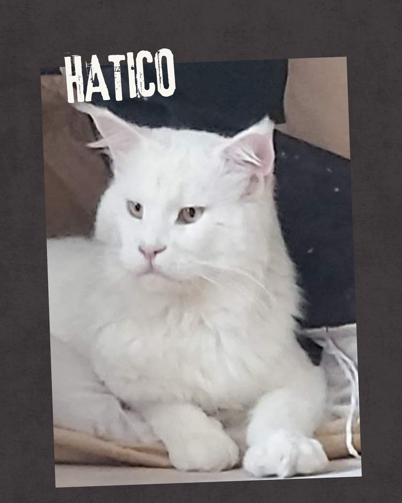 Hatico 3