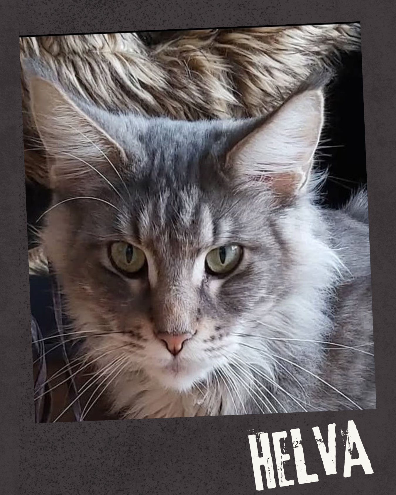 Helva 3