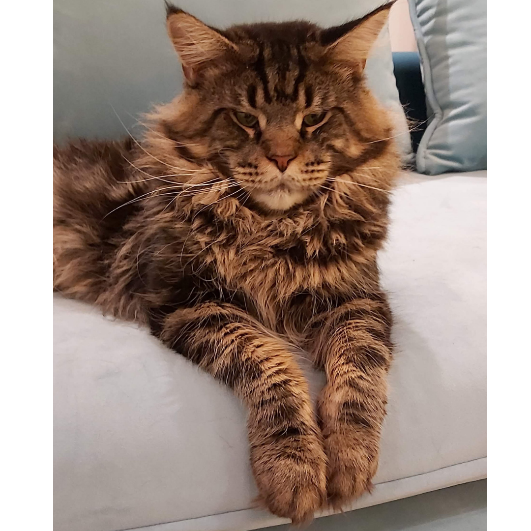 Kuba