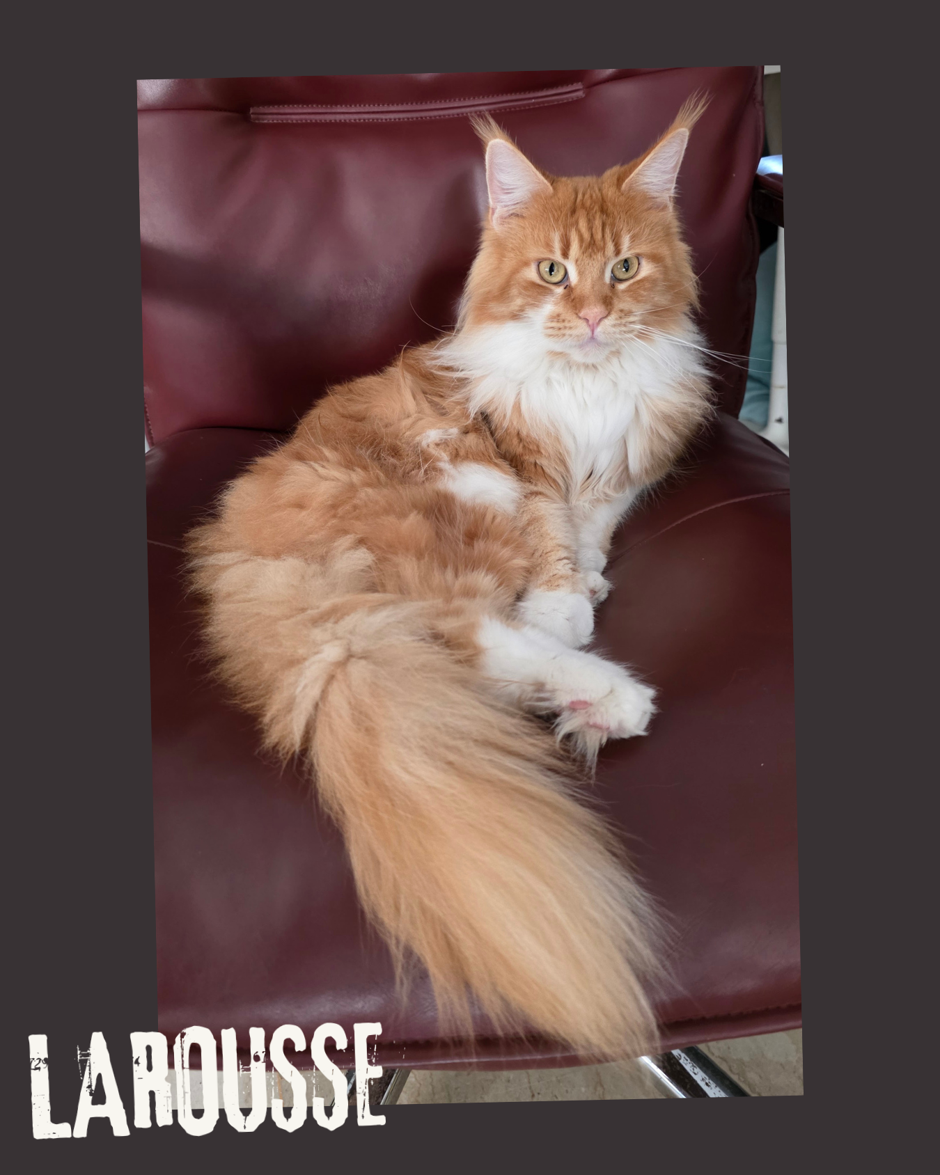 Larousse 2