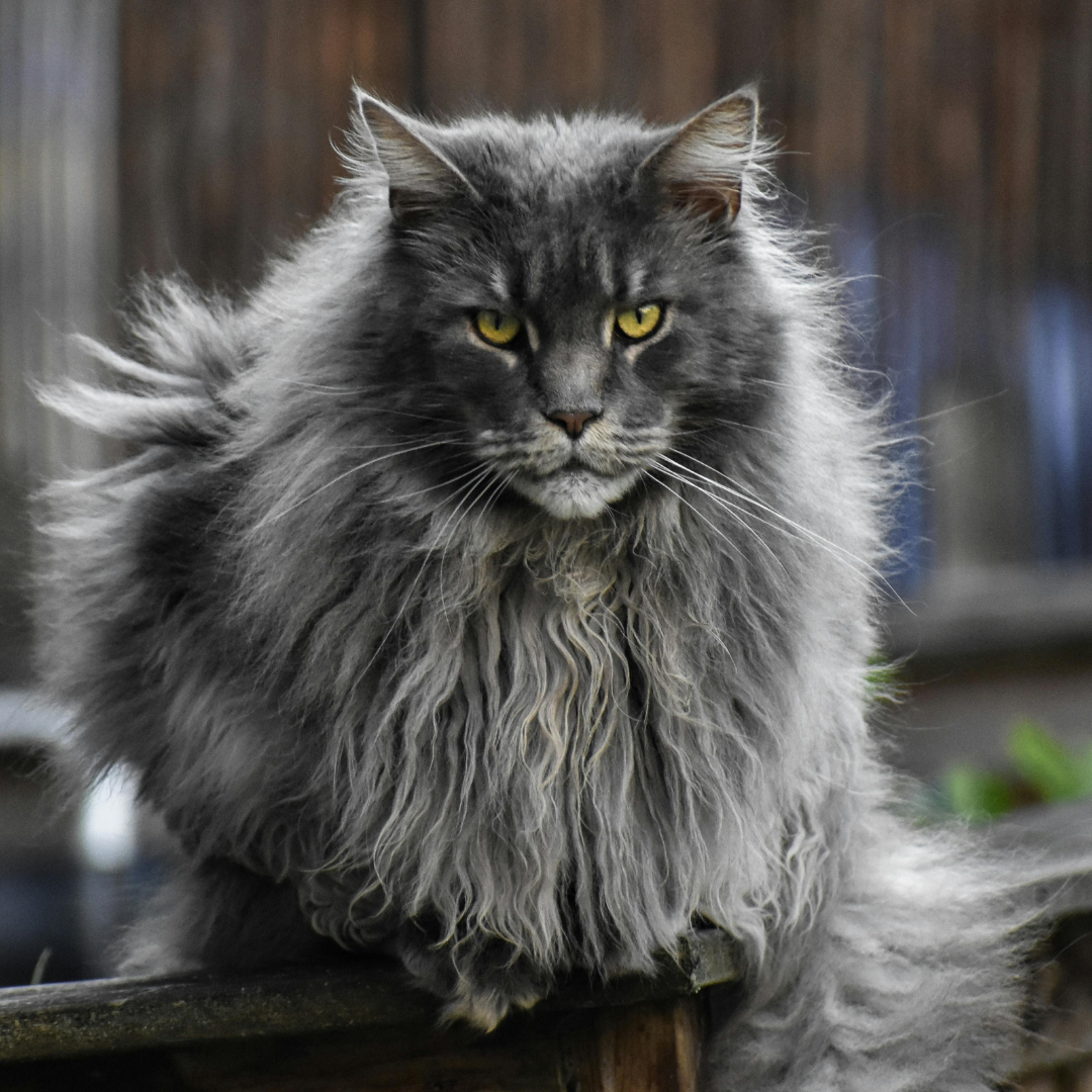 Maine Coon