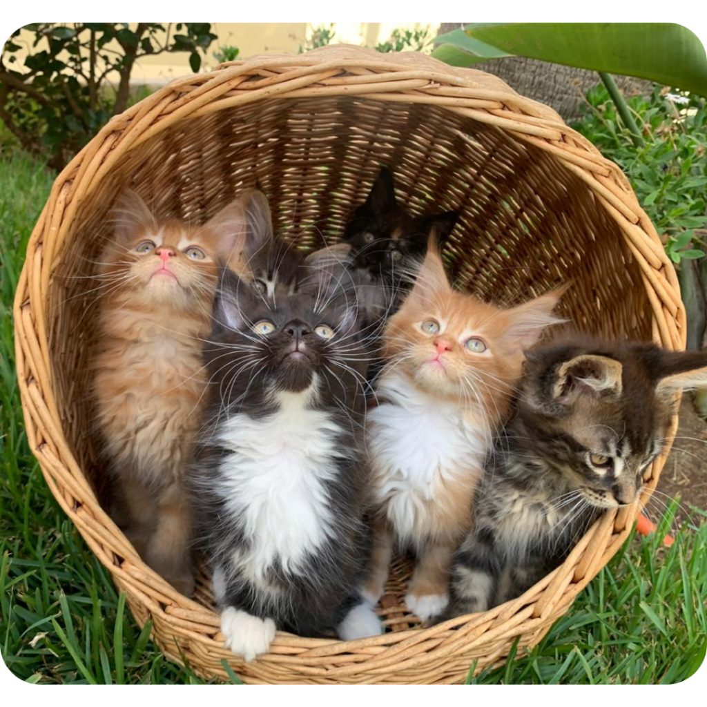 Préparer l'arrivée de son chaton Maine Coon : Le guide complet PORTEE2025 1024x1024