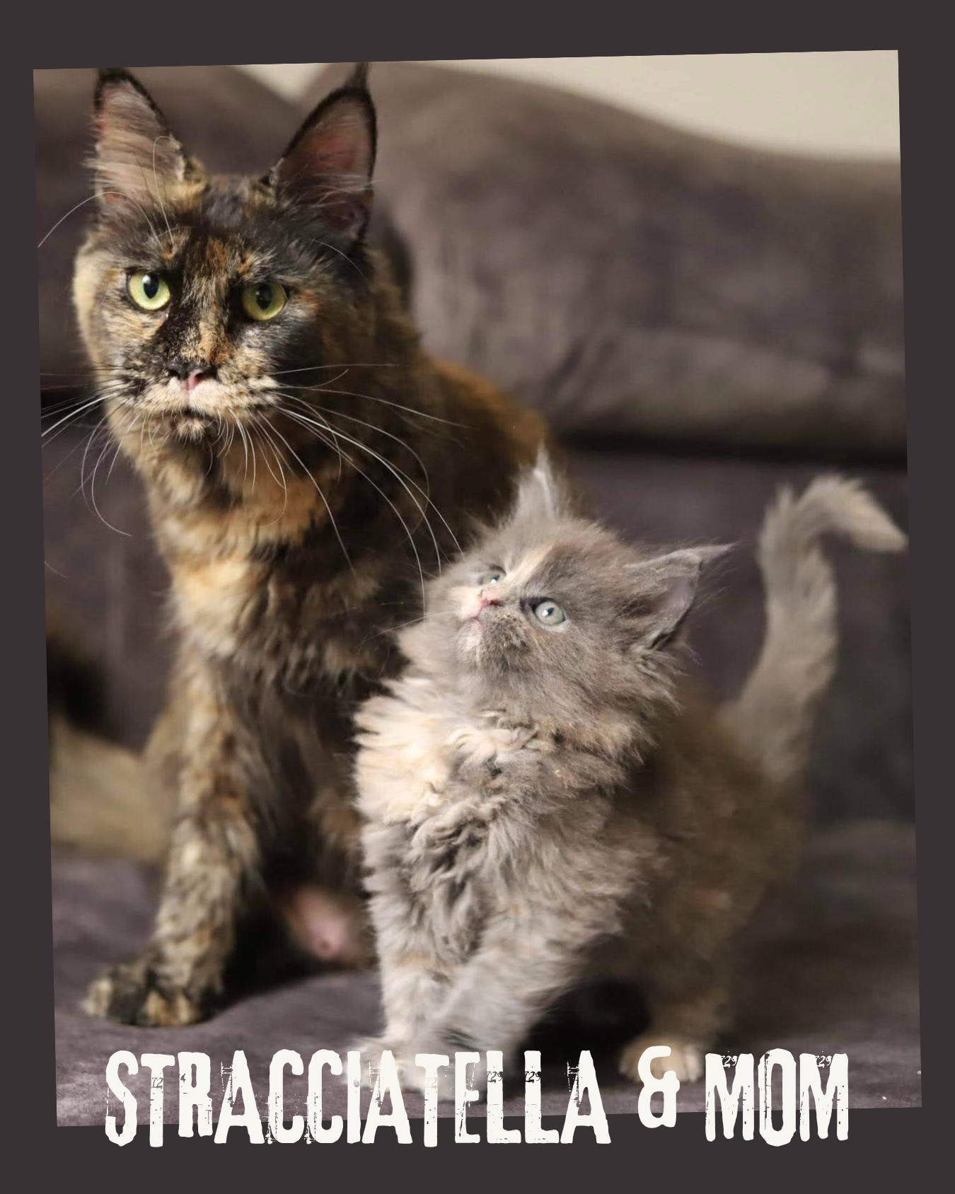 Maine Coon - Entretien du pelage