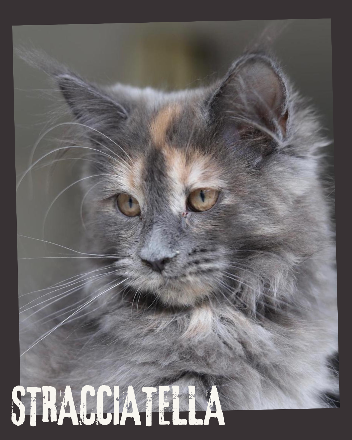 Stracciatella 4