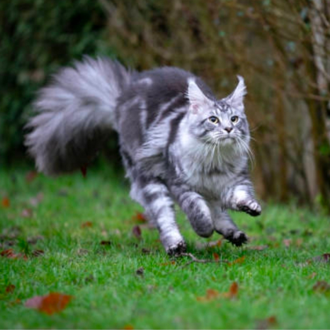 Maine Coon - Race historique