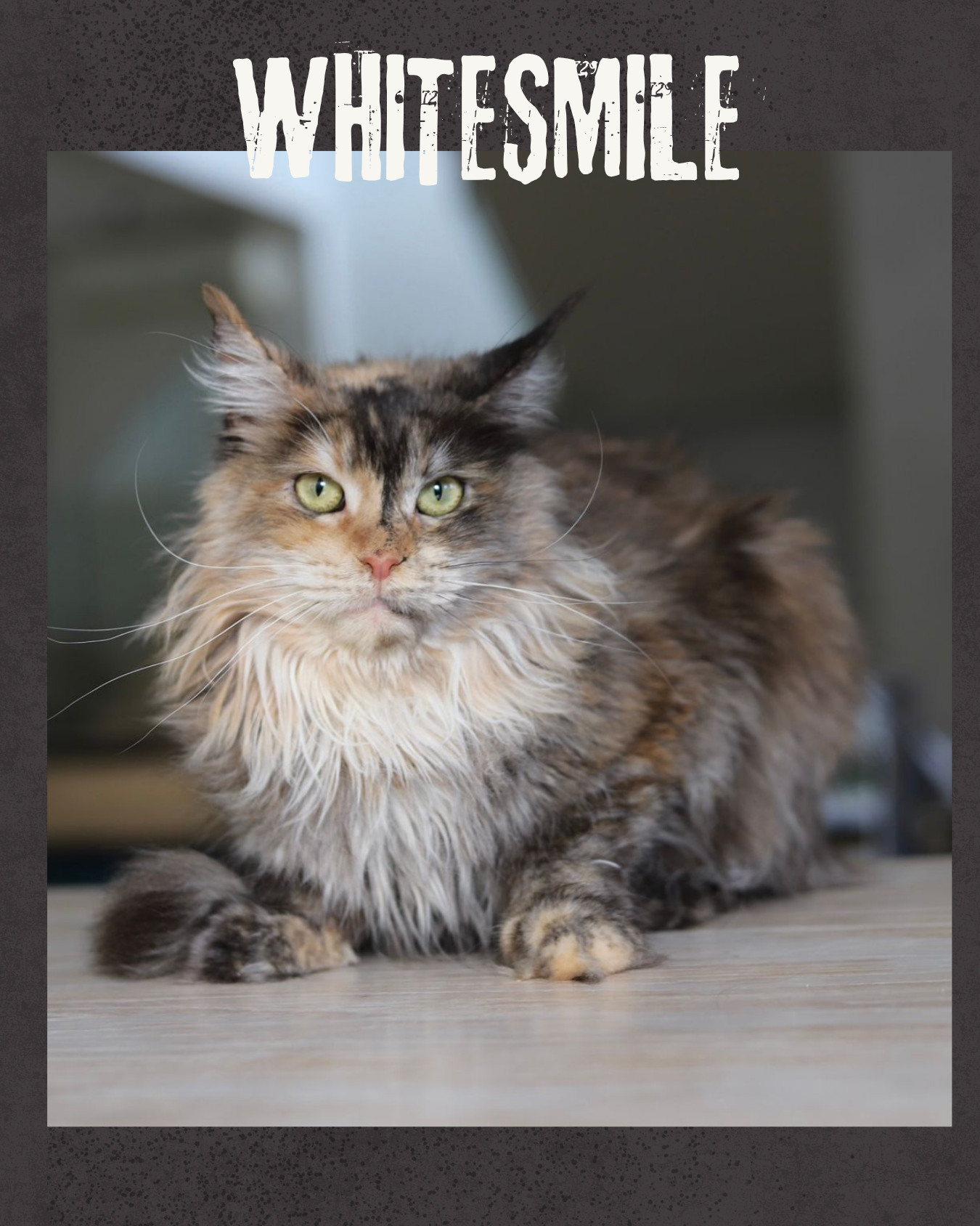 Whitesmile 3