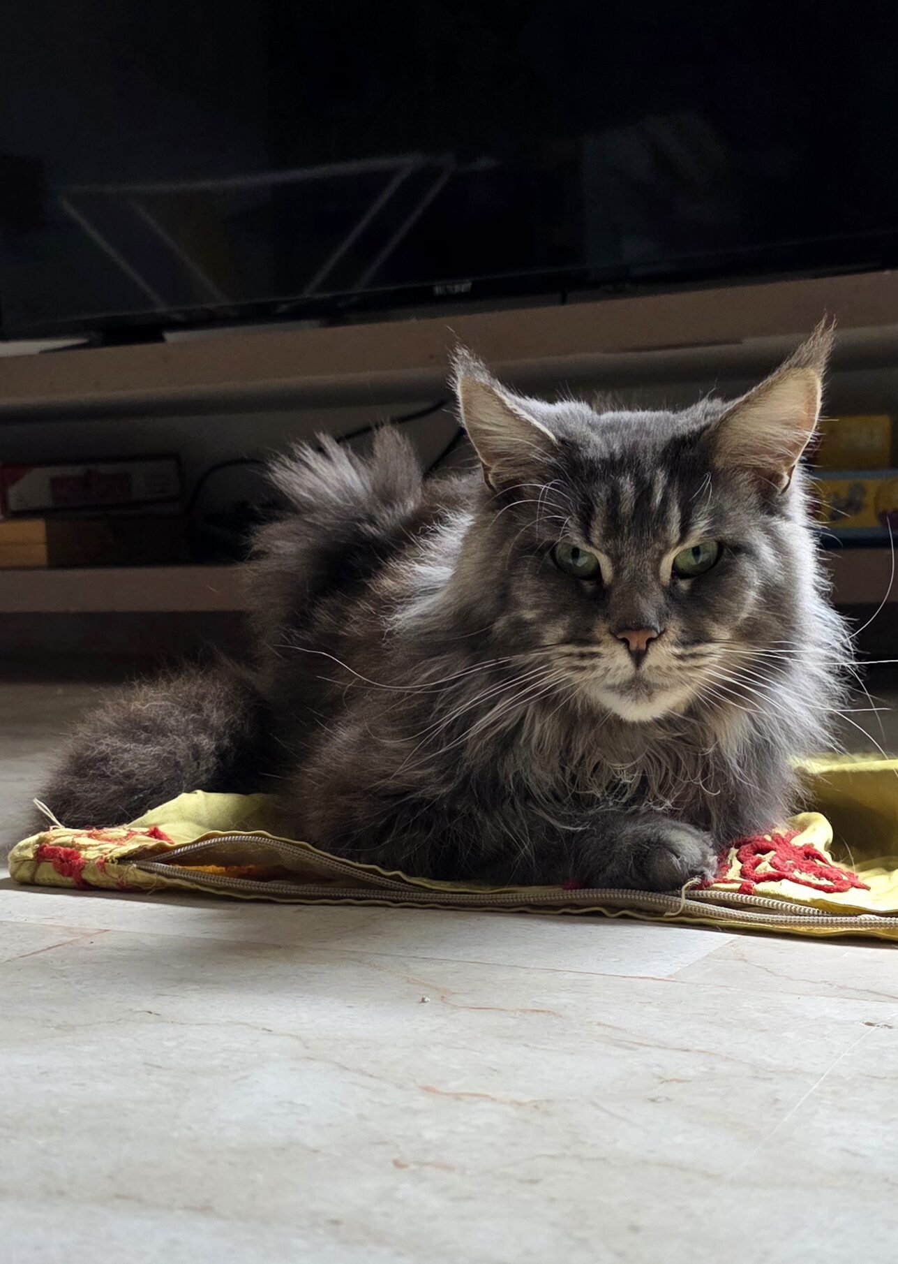 Naaz - Queen'Helva Cattery