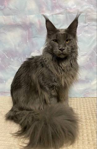 Maine Coon