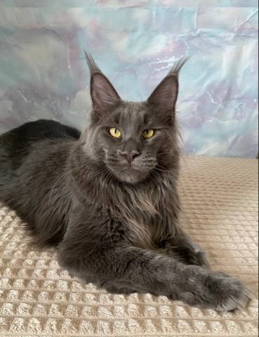 Khayr - Queen'Helva Cattery