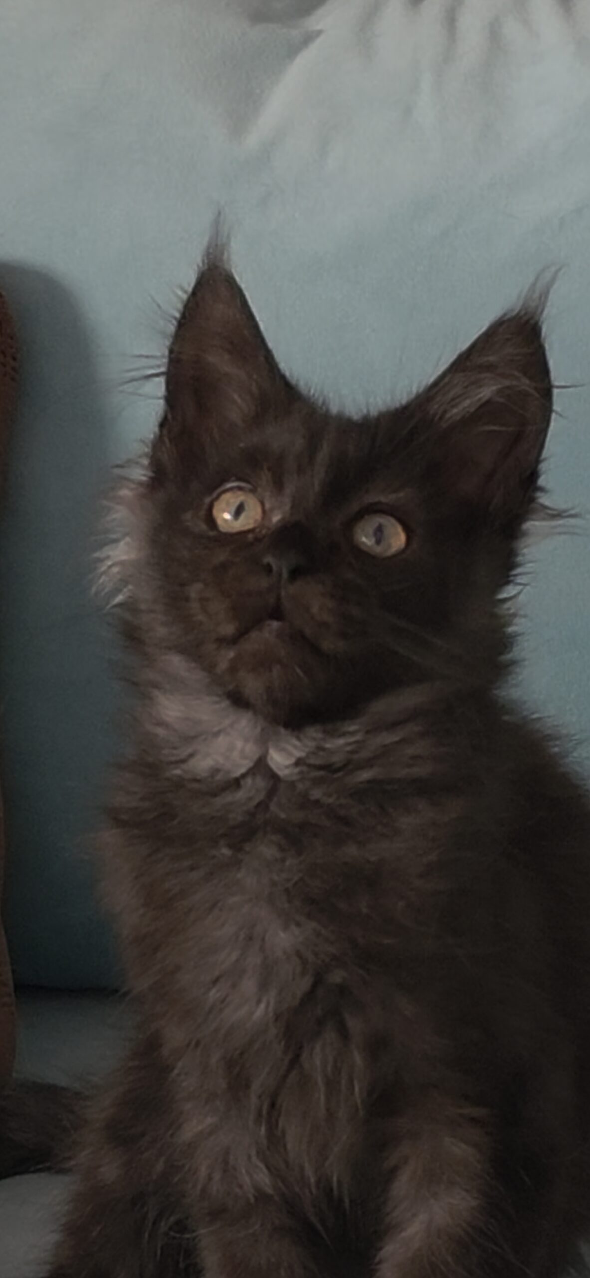 Agha