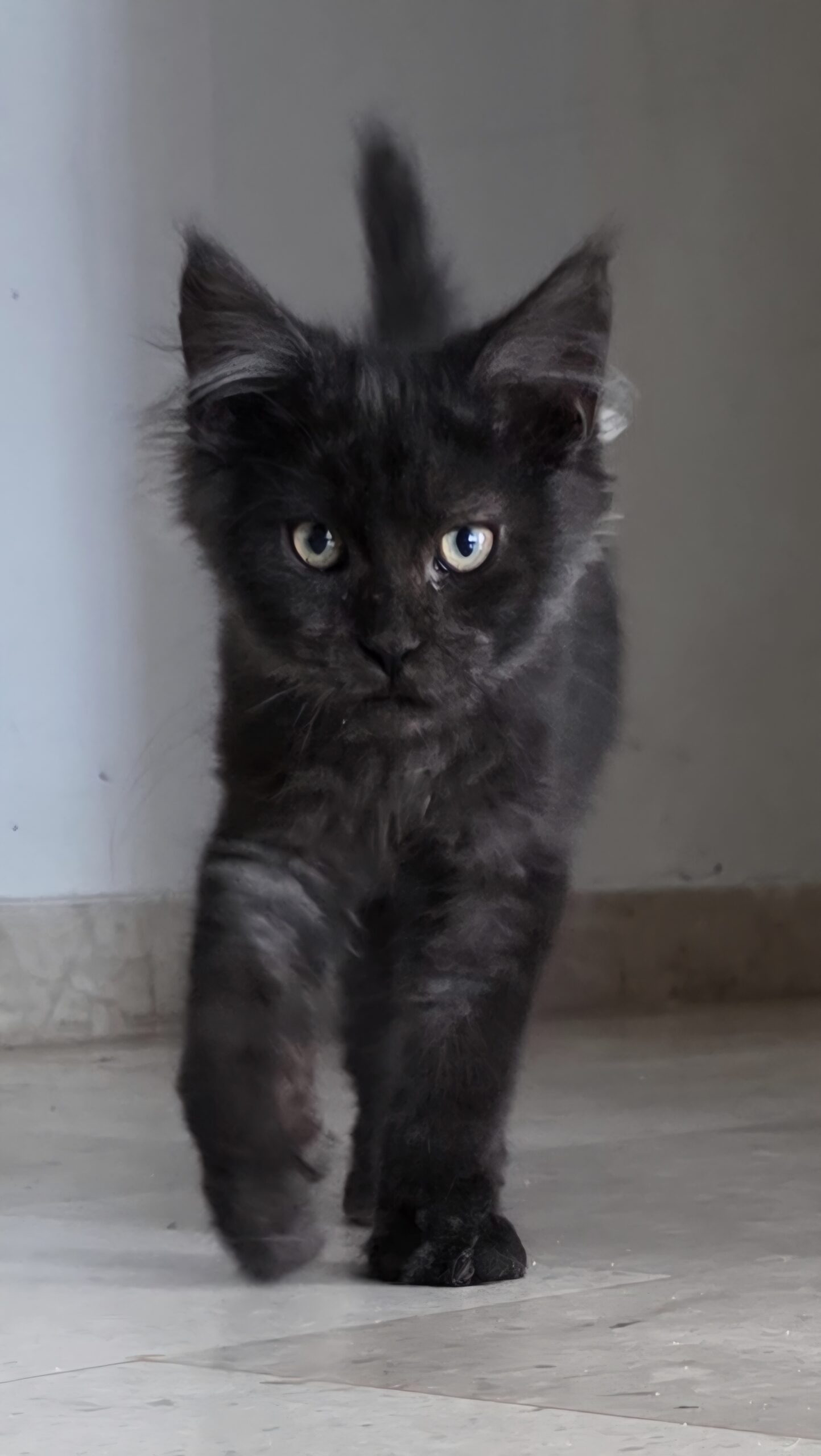 Agha