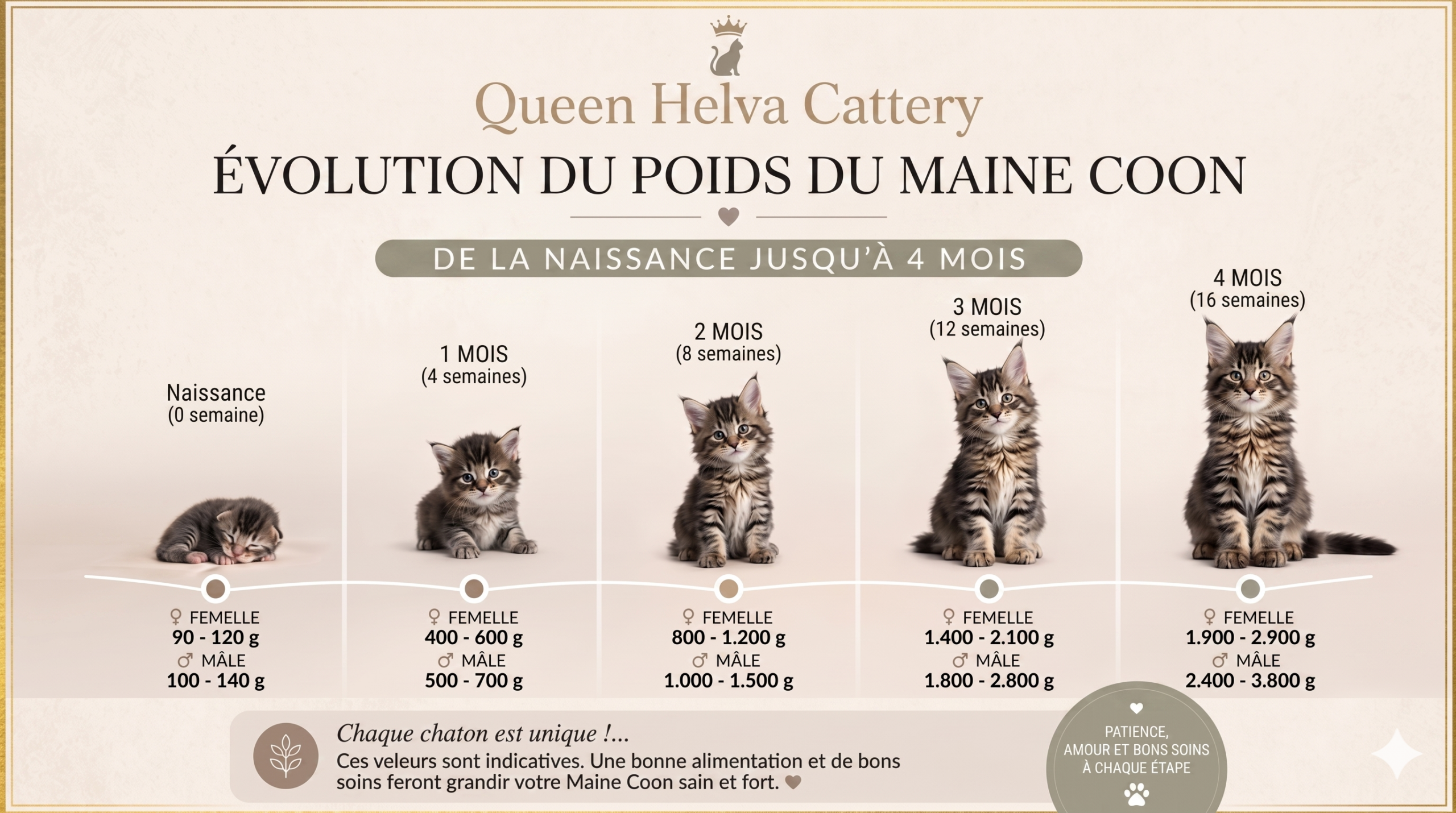 Évolution du poids du Maine Coon - Queen'Helva