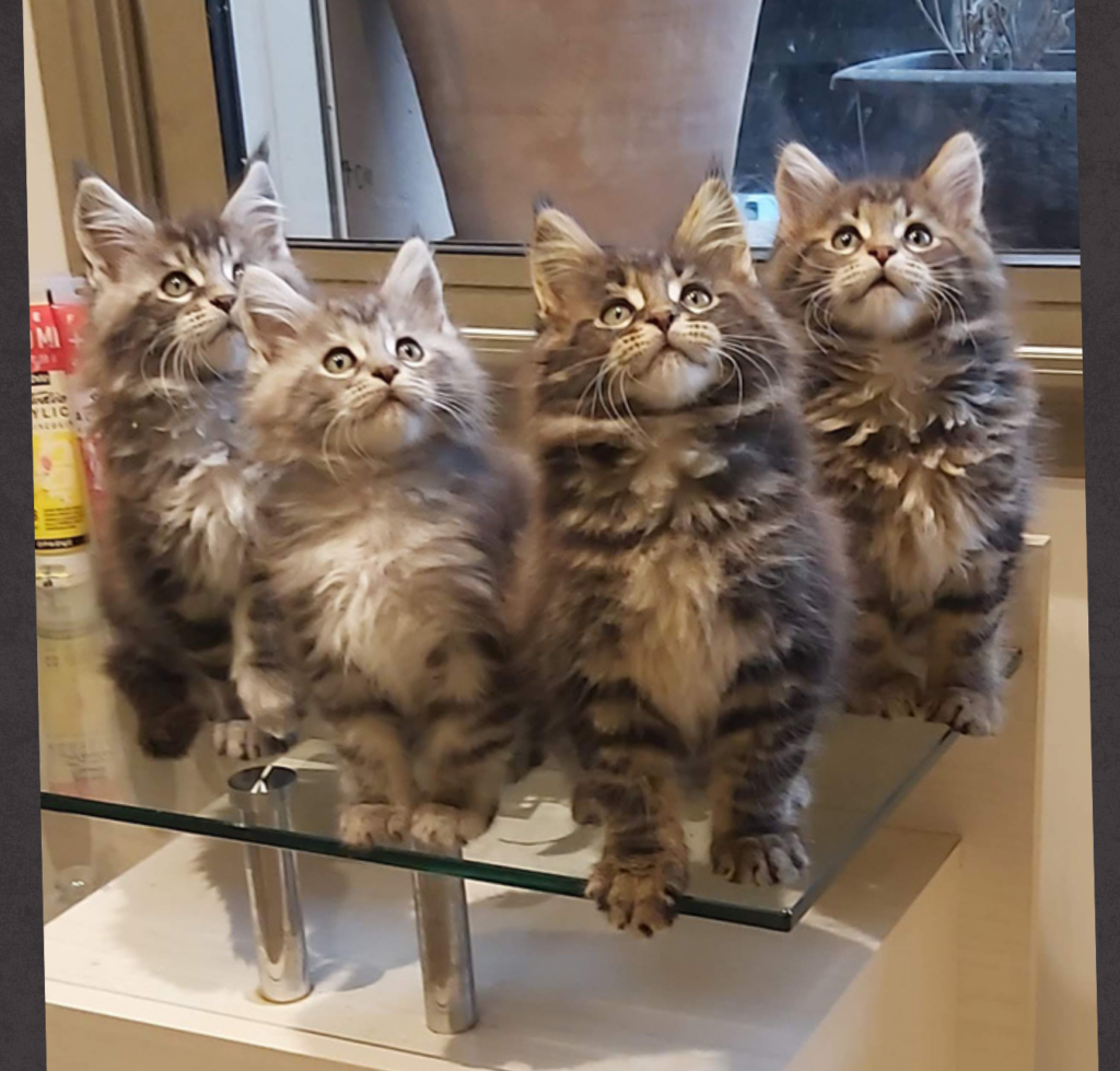 les tabby