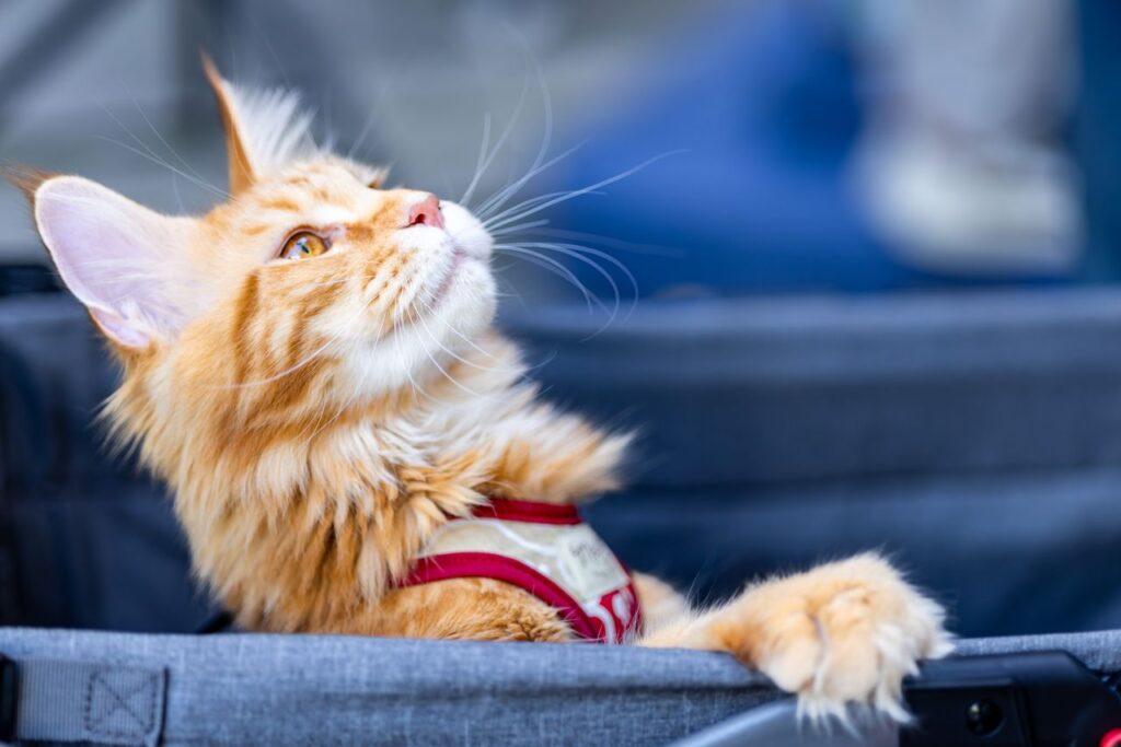 Transport et livraison de votre chaton Maine Coon : Au Maroc et à l'international Cute Maine Coon cat with ginger fur in a stroller looking up, enjoying a pleasant outdoor day.